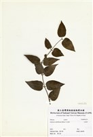 藏品(毛茉莉)的圖片
